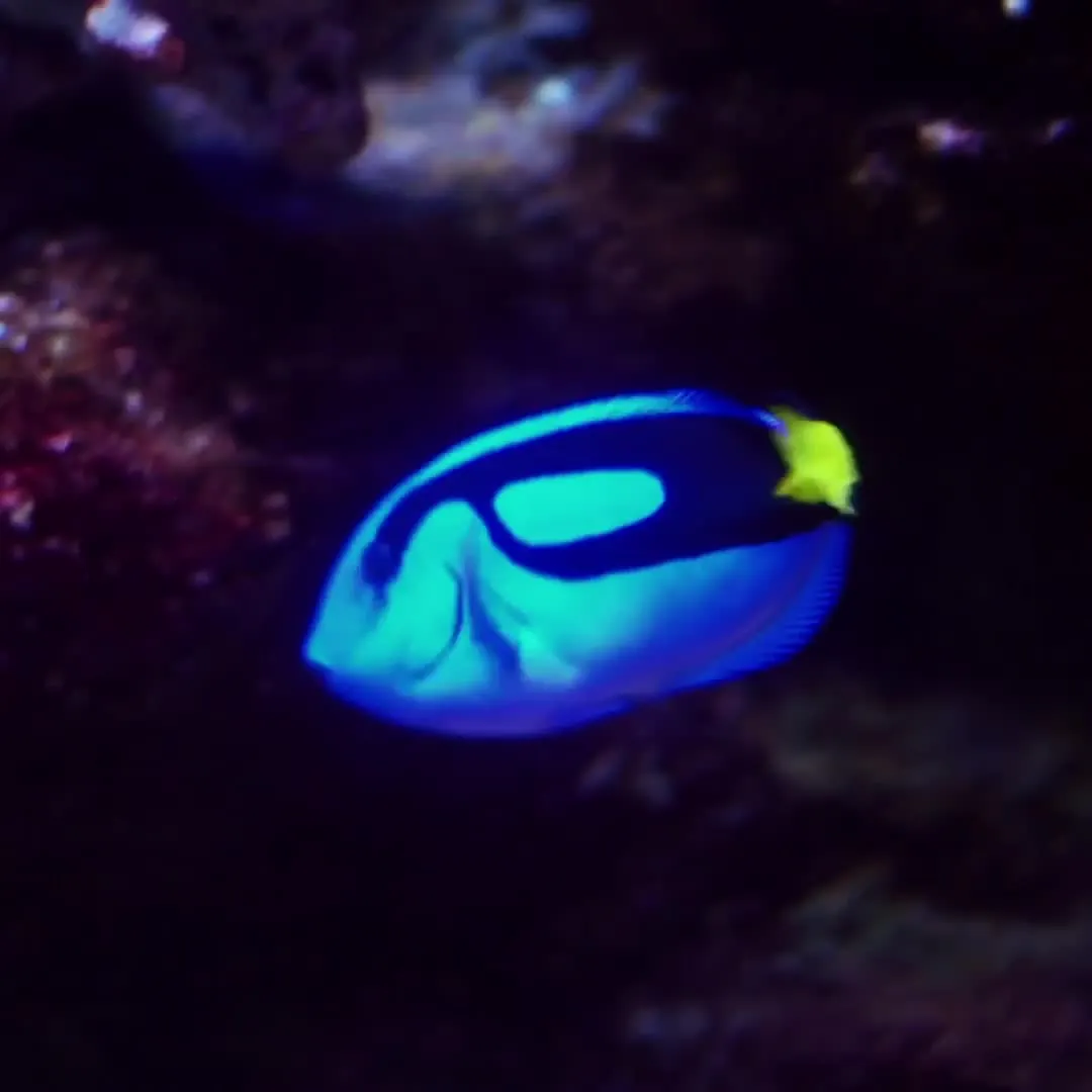 Blue Dial HNBR Rubber Snorkel - Blue Tang Fish 98B445 | Bulova